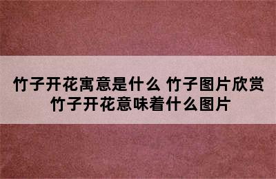 竹子开花寓意是什么 竹子图片欣赏 竹子开花意味着什么图片